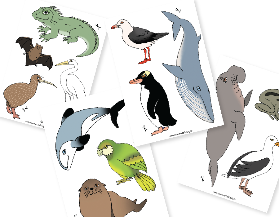 NZ Endangered Species Wildlife A3 Poster + Animal Wall Display