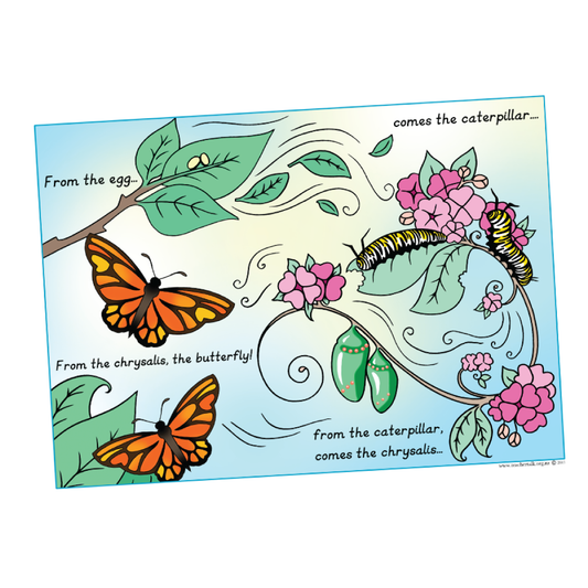 Life Cycle of a Monarch Butterfly - A3 Poster