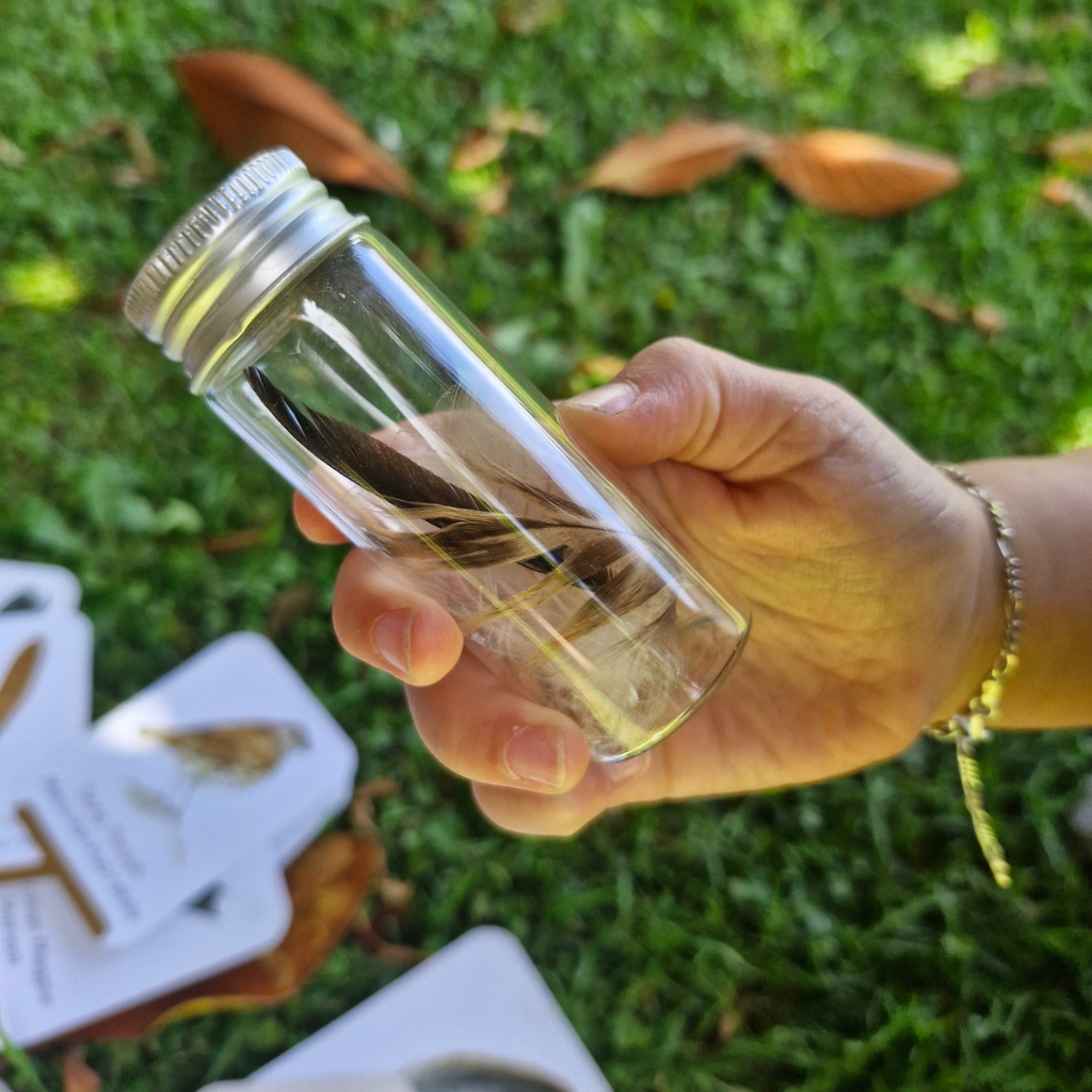 Quills & Bills Backyard Birds Edition