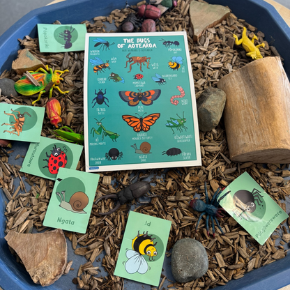 Insects of Aotearoa Memory Game