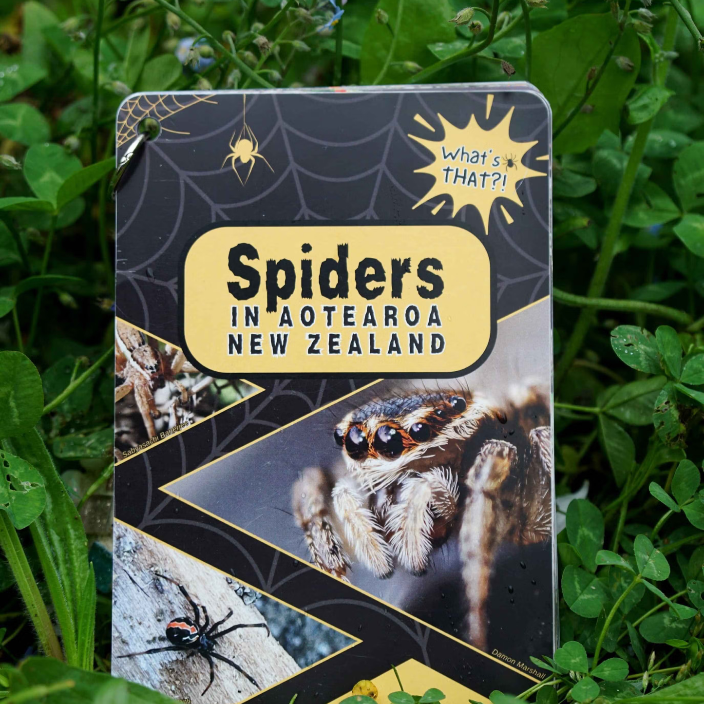 What’s That?! Spiders in Aotearoa New Zealand