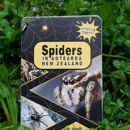 What’s That?! Spiders in Aotearoa New Zealand