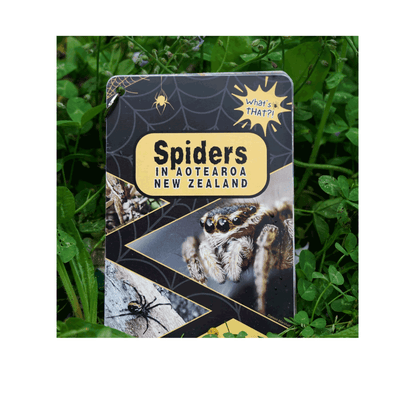 What’s That?! Spiders in Aotearoa New Zealand