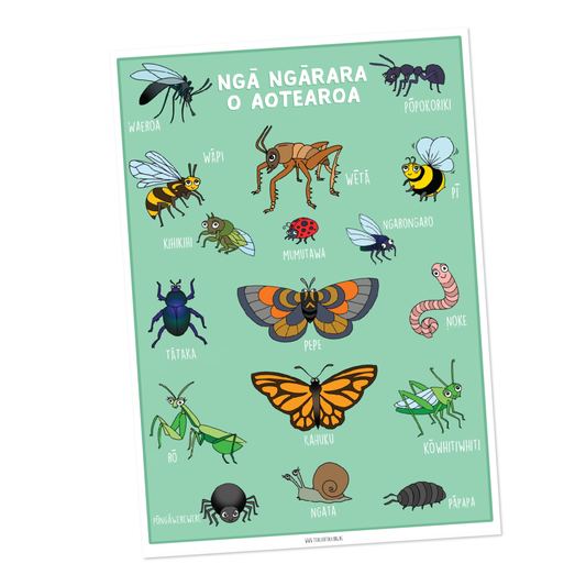 Nz Insect Identification Insects Downloads | Ngā Mū Tikiake – TeacherTalk