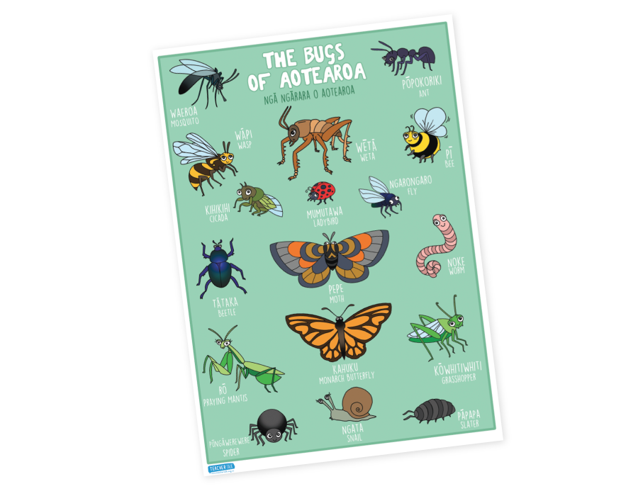 Bugs of Aotearoa A3 Poster - Download – TeacherTalk