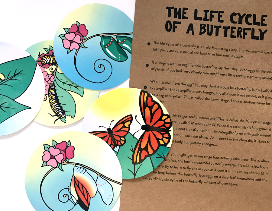 The Life Cycle of a Butterfly - Magnetic Story