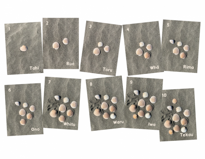 Counting with Shells – TeacherTalk