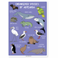 NZ Endangered Species Wildlife A3 Poster