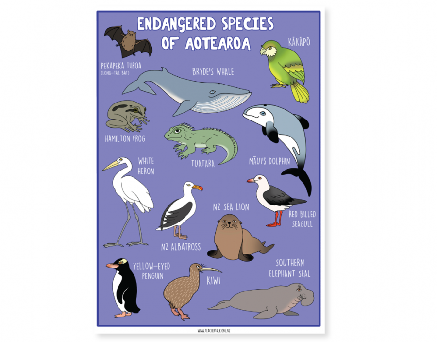NZ Endangered Species Wildlife A3 Poster