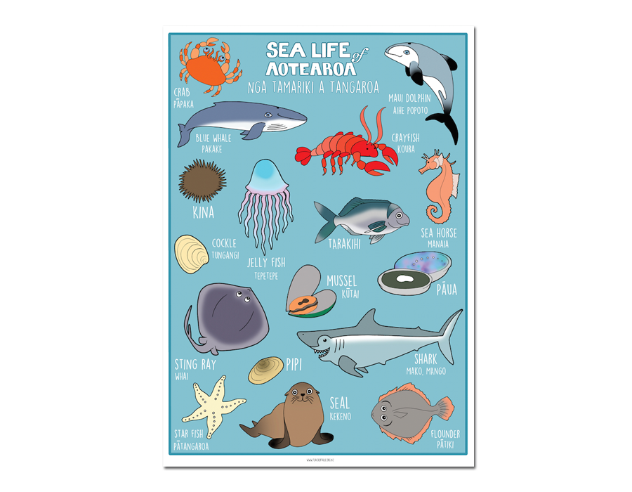 Sea Life of Aotearoa A3 Poster